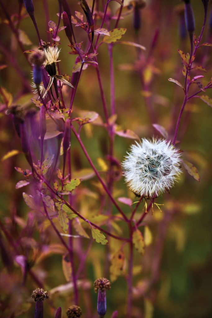 Wild plants