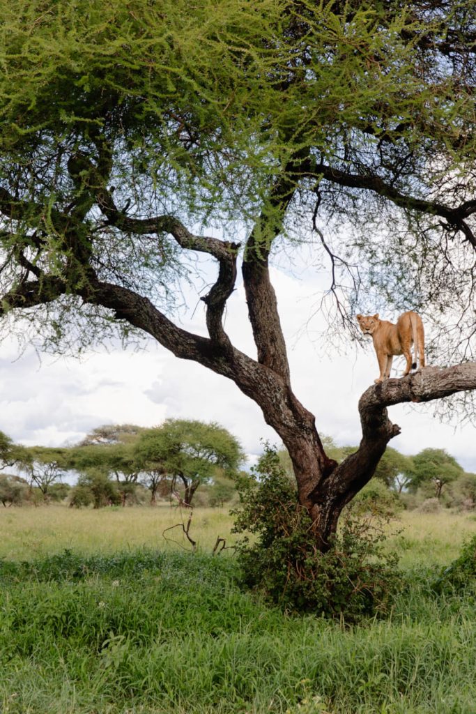 Lion in a tree