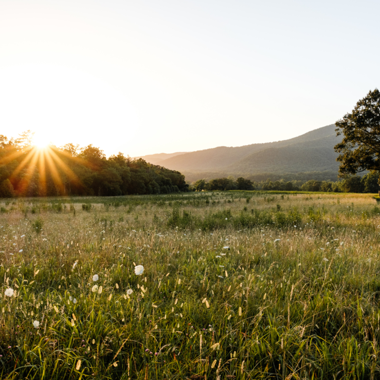A field at sunset