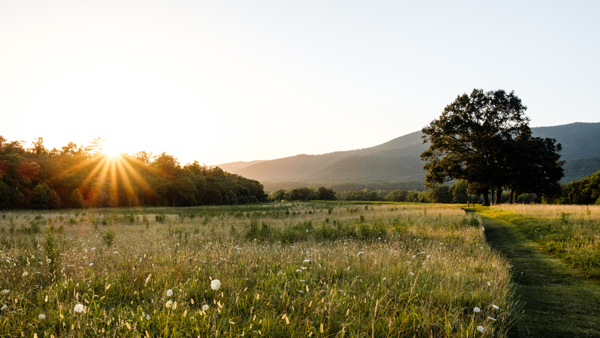 A field at sunset