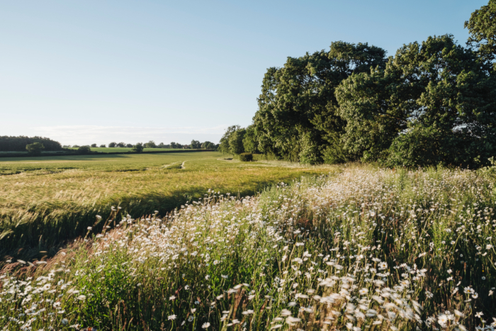 Daisies in field by trees